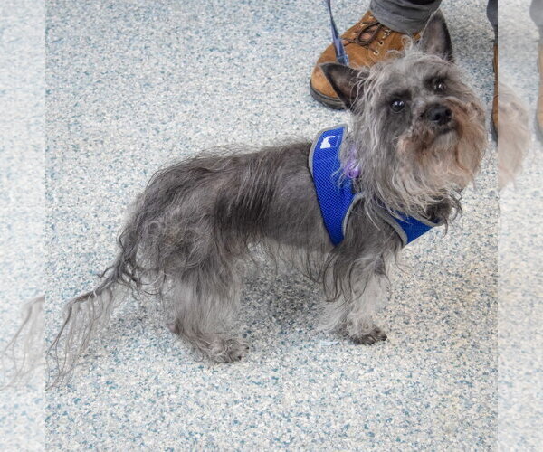 Medium Photo #12 Mutt Puppy For Sale in Huntley, IL, USA