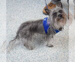Small #11 Mutt
