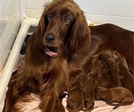 Small Photo #1 Irish Setter Puppy For Sale in ATHENS, AL, USA