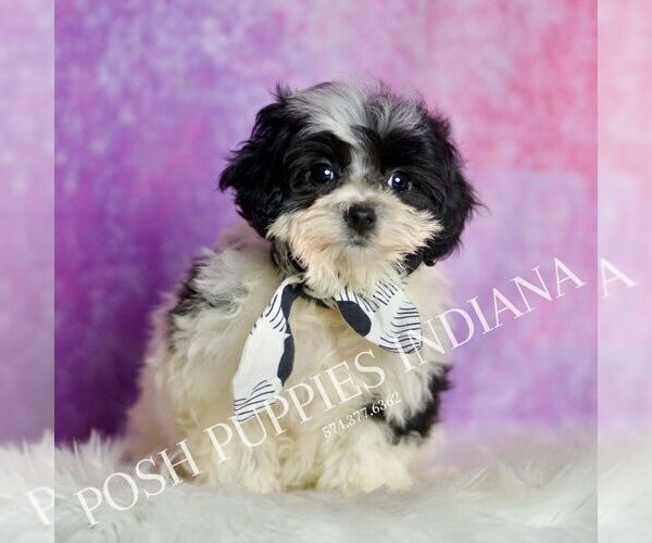 Medium Photo #7 Maltipoo (Miniature) Puppy For Sale in WARSAW, IN, USA