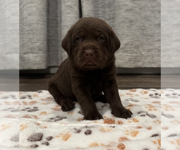 Medium Photo #15 Labrador Retriever Puppy For Sale in BILLINGS, MT, USA