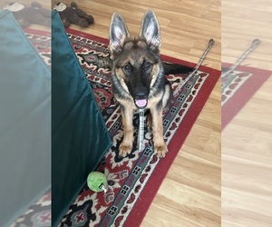 German Shepherd Dog Puppy for sale in PARTLOW, VA, USA