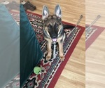 Small German Shepherd Dog