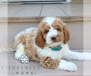 Goldendoodle Puppy for sale in GORDONVILLE, PA, USA
