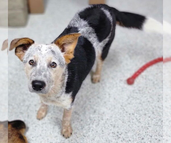 Medium Photo #8 Mutt Puppy For Sale in Highland, IL, USA