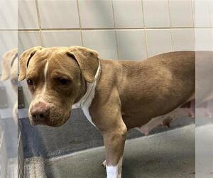 American Staffordshire Terrier Dogs for adoption in San Antonio, TX, USA