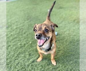 Jack Chi Dogs for adoption in phoenix, AZ, USA