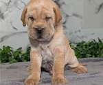 Small Photo #32 Cocker-Pei Puppy For Sale in GOSHEN, IN, USA