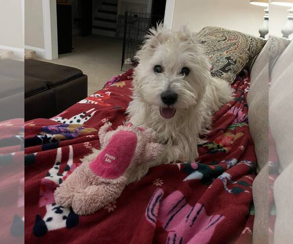 Medium Photo #2 Mutt Puppy For Sale in New Oxford , PA, USA