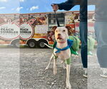 Small American Pit Bull Terrier Mix