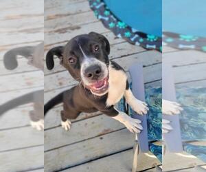 Medium American Bulldog-Australian Cattle Dog Mix