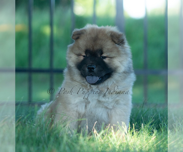 Medium Photo #32 Chow Chow Puppy For Sale in WARSAW, IN, USA