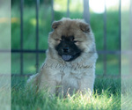 Small Photo #32 Chow Chow Puppy For Sale in WARSAW, IN, USA