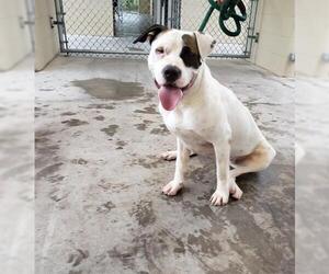 American Bulldog-Unknown Mix Dogs for adoption in St. Cloud, FL, USA