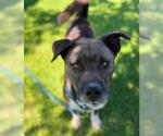 Small Labrador Retriever Mix