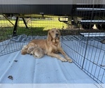 Small Photo #15 Goldendoodle Puppy For Sale in WILLIS, TX, USA