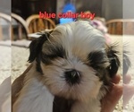 Puppy Blue collar boy Shih Tzu