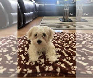Maltese Puppy for sale in WEST PALM BCH, FL, USA