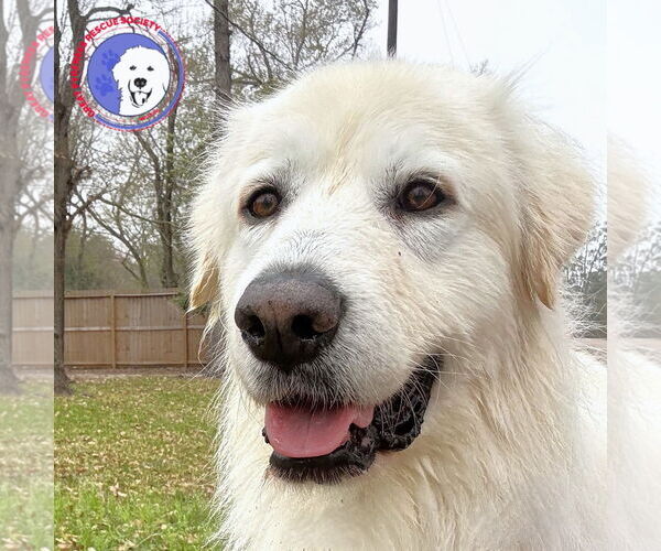 Medium Photo #1 Great Pyrenees Puppy For Sale in Spring, TX, USA