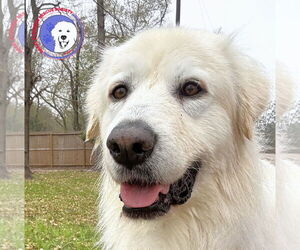 Great Pyrenees Dogs for adoption in Spring, TX, USA