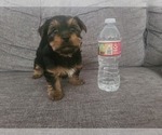 Small Photo #1 Yorkshire Terrier Puppy For Sale in PARAMOUNT, CA, USA