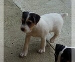 Small Photo #7 Jack Russell Terrier Puppy For Sale in FAIRMOUNT, GA, USA