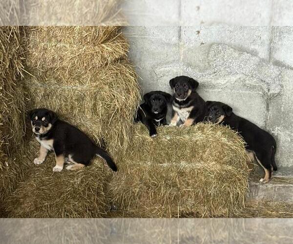 Medium Photo #1 German Shorthaired Lab Puppy For Sale in MOUNT SOLON, VA, USA