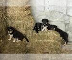 Small German Shorthaired Lab