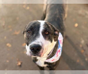 Mutt Dogs for adoption in Tulsa, OK, USA