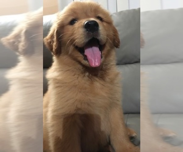 Medium Photo #1 Golden Retriever Puppy For Sale in SANTA ANA, CA, USA