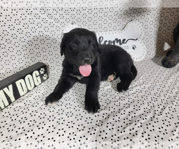 Medium Photo #3 Golden Mountain Dog Puppy For Sale in BLACK FOREST, CO, USA