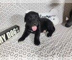Small #2 Golden Mountain Dog