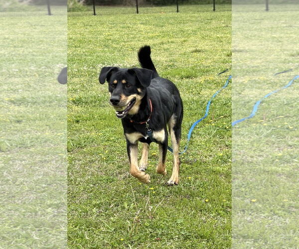 Medium Photo #4 Rottweiler Puppy For Sale in Virginia Beach, VA, USA