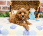 Small #28 Cavapoo (Miniature)
