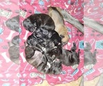 Small #19 Cane Corso