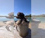 Pup Pup - Male Aussiedoodle Toy Puppy for Sale - Photo #20