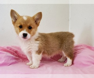 Pembroke Welsh Corgi Puppy for sale in CLARK, MO, USA