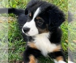 Small Photo #1 Australian Shepherd Puppy For Sale in MORROW, OH, USA