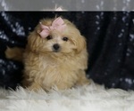 Small Photo #6 Maltipoo Puppy For Sale in WARSAW, IN, USA