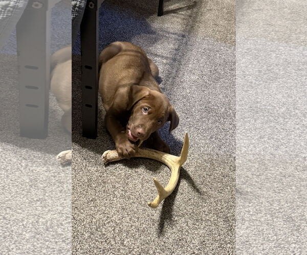 Medium Photo #3 Labrador Retriever-Unknown Mix Puppy For Sale in St. Louis Park, MN, USA