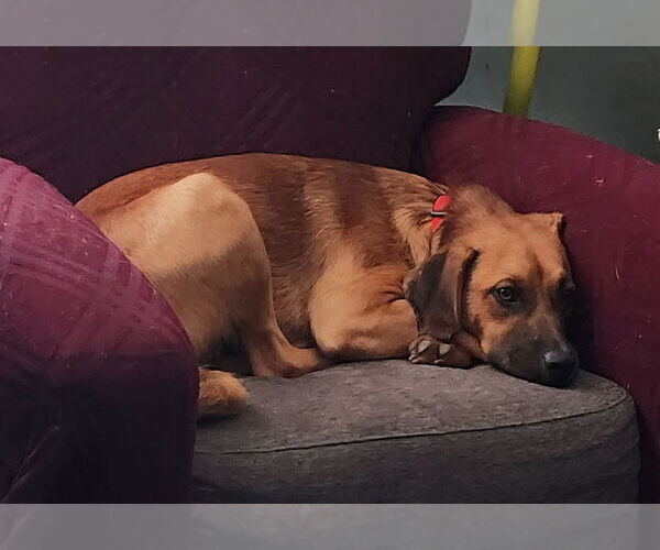 Medium Photo #2 Black Mouth Cur-Unknown Mix Puppy For Sale in Boston, MA, USA