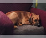 Small #1 Black Mouth Cur Mix