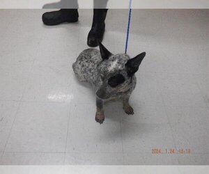 Australian Cattle Dog-Unknown Mix Dogs for adoption in Oroville, CA, USA
