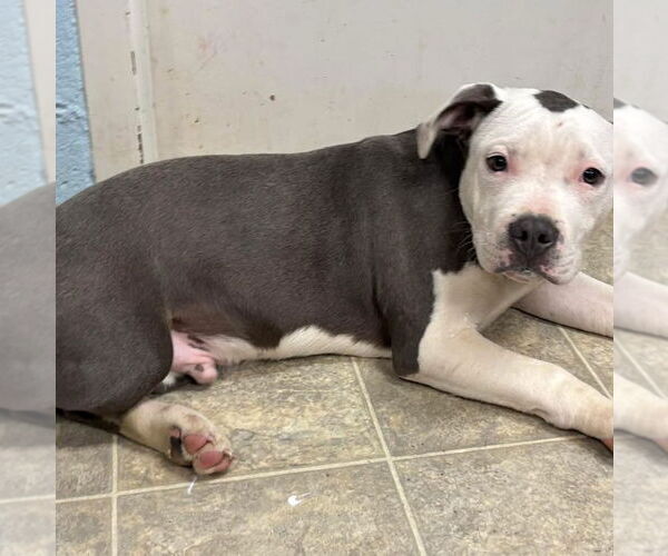 Medium Photo #3 American Pit Bull Terrier Puppy For Sale in Rustburg, VA, USA