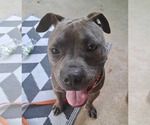 Small #4 American Pit Bull Terrier Mix