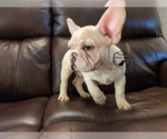 Small Photo #6 French Bulldog Puppy For Sale in DURANT, OK, USA