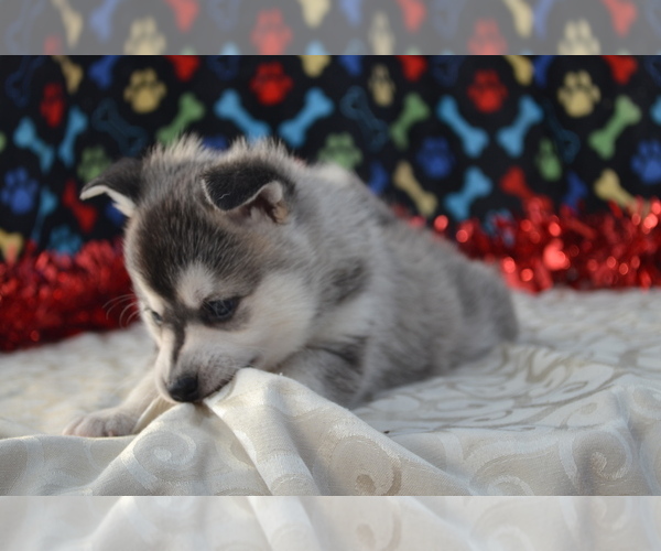 Medium Photo #3 Alaskan Klee Kai Puppy For Sale in GREENWOOD, WI, USA