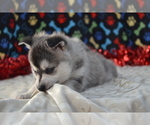Small #2 Alaskan Klee Kai