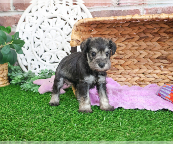 Medium Photo #2 Schnauzer (Miniature) Puppy For Sale in SYRACUSE, IN, USA