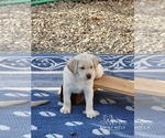 Small Photo #40 Labrador Retriever Puppy For Sale in POCAHONTAS, IL, USA
